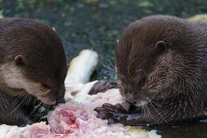 Due lontre mangiare loro preda. foto
