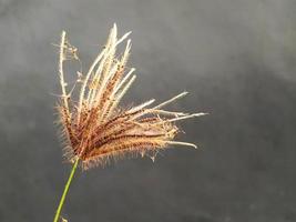 Marrone naturale seme foto