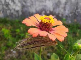 in profondità arancia piccolo fiore foto