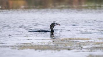 poco cormorano, giavanese cormorano con catturare foto