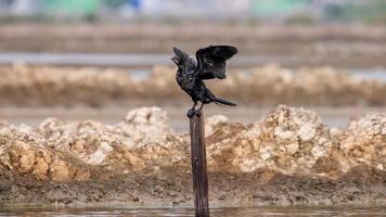 poco cormorano, giavanese cormorano perching su albero ceppo foto