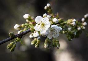 fiori di melo foto