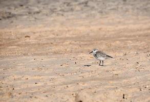 calidris alba o beccaccino su il spiaggia foto