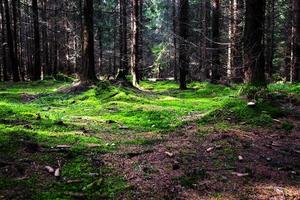 fitta foresta con un muschio verde foto