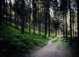 percorso attraverso una fitta foresta foto