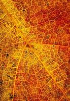 dettaglio colore di una foglia d'autunno foto