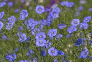 blu Comune lino fiori nel un' giardino foto