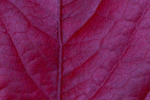 vicino su di viola uva foglia struttura foto