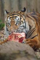 Sumatra tigre mangiare carne foto