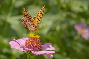 Marrone farfalla seduta su rosa zinnia fiore foto