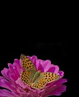 farfalla seduta su viola fiore contro nero foto