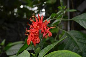 sbalorditivo rosso fiori fioritura e fioritura nel un' giardino foto