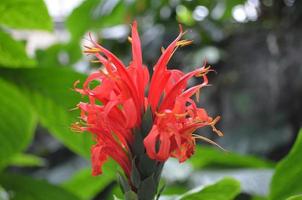 rosso fiori fioritura nel un' sbalorditivo giardino foto