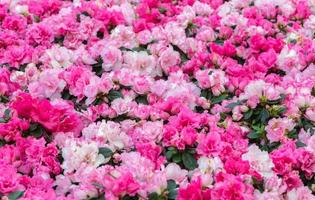 rosa rododendri fiore nel giardino, foto