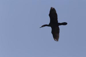 nero cormorano volante nel un' blu cielo foto