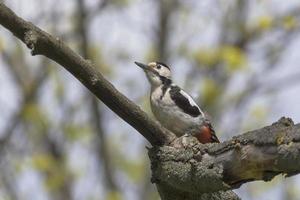 picchio seduta su ramo di albero a primavera foto