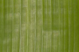 Close up di foglia verde texture foto