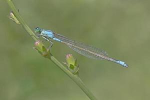 vicino su di Comune blu damselfly seduta su pianta foto