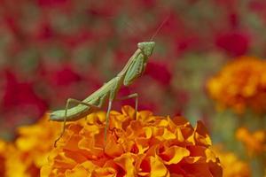 verde mantide seduta su calendula fiore foto