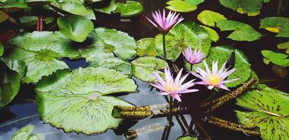 molti viola o viola loto fiore fioritura con verde le foglie e acqua sfondo con copia spazio per Inserisci testo o formulazione. bellezza di natura, petalo, polline, floreale e forma. foto