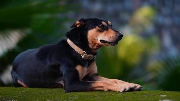 carino poco cane seduta Immagine foto