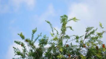 rosso fiori e verde le foglie insieme foto