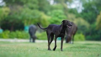 Pericolo nero cane in esecuzione su erba foto