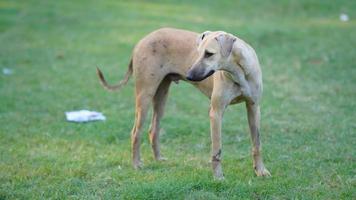 triste cane nel parco Immagine foto