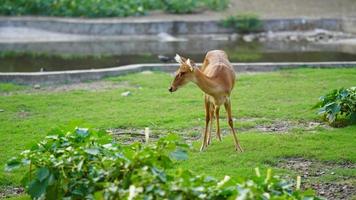 un' carino cervo nel il parco foto