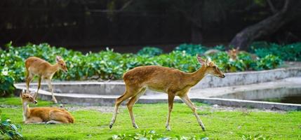 un' carino cervo in esecuzione su il erba foto