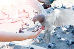 Piccione mangiare a partire dal donna mano su il parco, alimentazione piccioni nel il parco a il giorno tempo, nutrire il uccelli foto