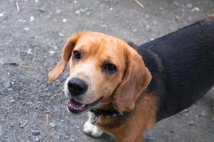 simpatico cane beagle foto