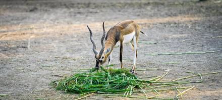 un' carino cervo mangiare verde erba foto