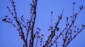 un' corvo di piccioni e corvi su un' albero ramo foto