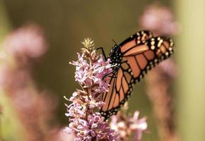 un' arroccato monarca farfalla su un' fiore nel un Ontario giardino. foto