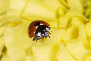 coccinella seduta su petali di giallo calendula fiore foto