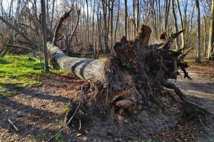 sradicato albero dopo un' tempesta foto