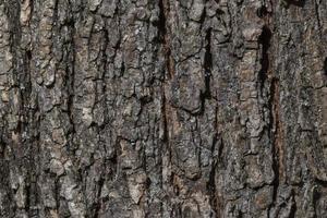 grigio abbaiare di albero struttura foto