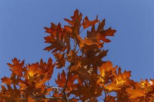 quercia albero fogliame contro blu cielo a autunno foto