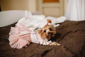 piccolo animale domestico. cane sposa dire bugie a sua piedi foto