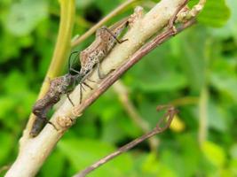 leptocoride oratorio su pianta stelo con sfocatura sfondo. animale macro foto. foto