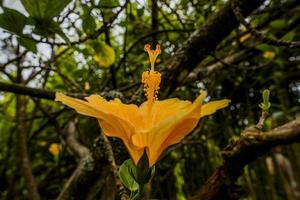 2022 08 24 Madera ibisco rosa sinensis foto