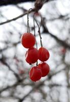 corallo Viburnum o Viburnum opulus, rami senza foglie, rosso frutta. rosso frutti di bosco di Viburnum dopo inverno su un' sfocato sfondo. primavera stagione. foto