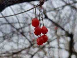 corallo Viburnum o Viburnum opulus, rami senza foglie, rosso frutta. rosso frutti di bosco di Viburnum dopo inverno su un' sfocato sfondo. primavera stagione. foto