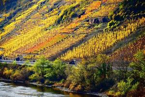 ripido terrazzato autunno colorato vigneti foto