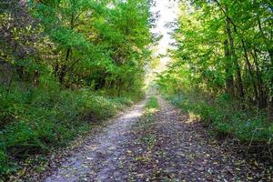 fotografia su tema bellissimo sentiero nel selvaggio fogliame bosco foto