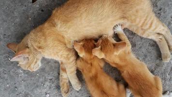 gatto mamma alimentazione gattino foto