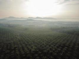 vista aerea allevamento di palme da olio foto