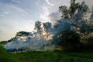 Aperto bruciare a verde cespuglio. foto