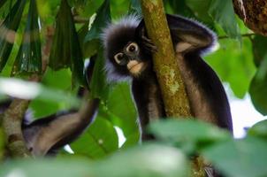 il tetro foglia scimmia, langur foto